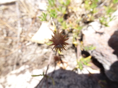 Opercularia scabrida