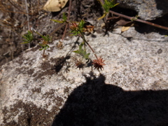 Opercularia scabrida