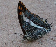 Charaxes saturnus saturnus