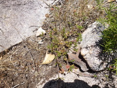 Opercularia scabrida