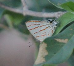 Hemiolaus caeculus caeculus