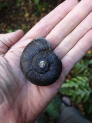 Powelliphanta