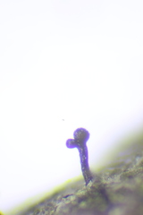 Phaeocalicium populneum