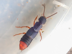 Dinothenarus saphyrinus