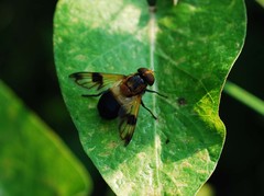 Volucella tabanoides