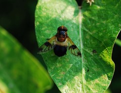 Volucella tabanoides