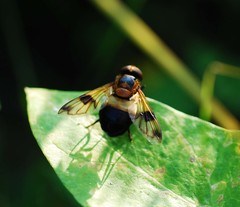 Volucella tabanoides