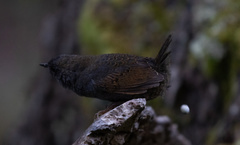 Scytalopus magellanicus