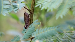 Schistocerca impleta