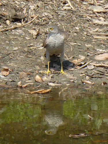 iNaturalist image