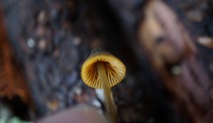 Mycena aurantiomarginata