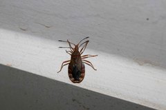 Plunentis yurupucu