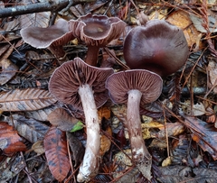 Cortinarius cisqhale