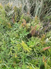 Blechnum minus
