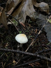 Inocybe pallidicremea