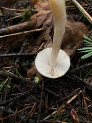 Inocybe pallidicremea