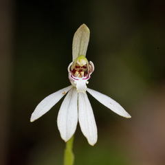 Caladenia minor
