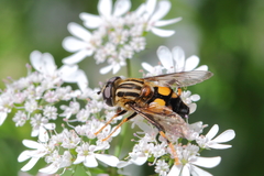 Helophilus antipodus