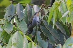 Conirostrum speciosum