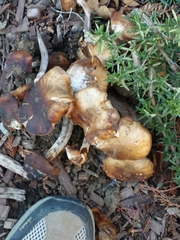 Armillaria