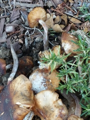 Armillaria