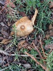Armillaria