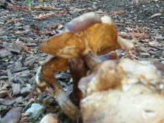 Armillaria