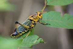 Taeniopoda tamaulipensis