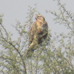 Buteo rufinus