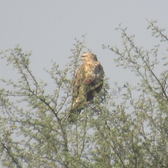 Buteo rufinus