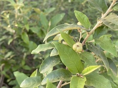 Croton menyharthii