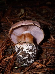 Cortinarius perplexus