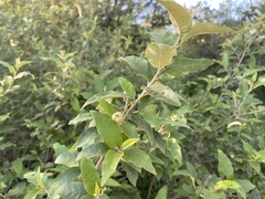 Croton menyharthii
