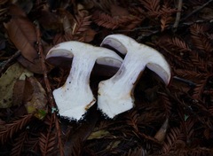 Cortinarius perplexus