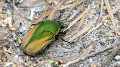 Cotinis mutabilis schaumi