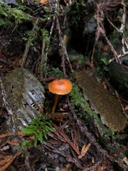 Hygrocybe marchii