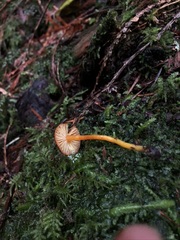 Hygrocybe marchii