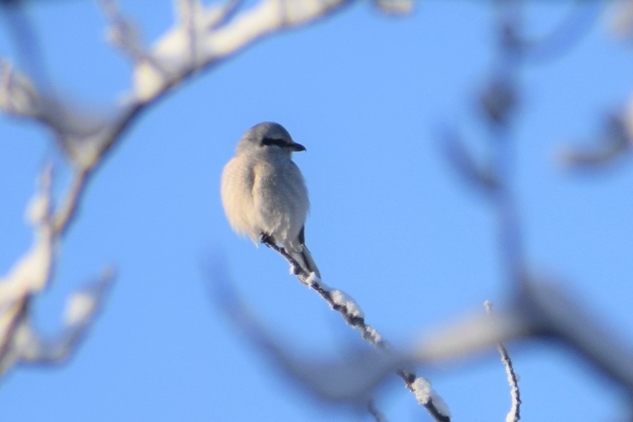 Northern Shrike