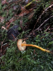 Hygrocybe marchii