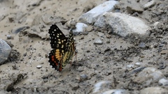 Chlosyne melitaeoides