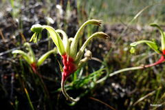 Anigozanthos bicolor