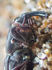 Sphenophorus sayi