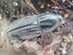 Sphenophorus sayi