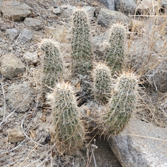 Echinocereus engelmannii