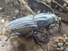 Sphenophorus sayi