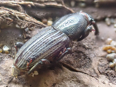 Sphenophorus sayi