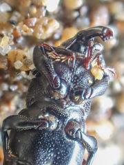 Sphenophorus sayi