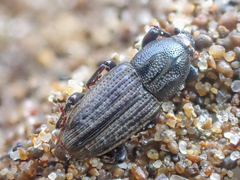 Sphenophorus sayi