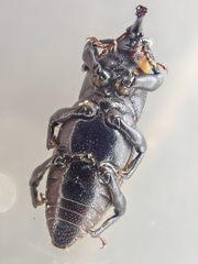 Sphenophorus sayi