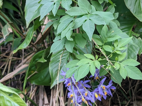 Solanum seaforthianum observed 2020-12-31